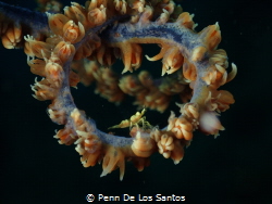 Whip coral shrimp on a spring loop. by Penn De Los Santos 